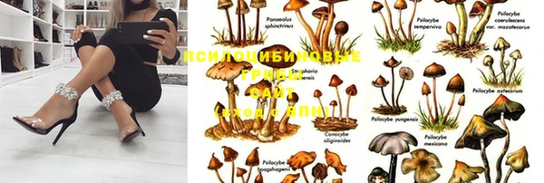 ГАЛЛЮЦИНОГЕННЫЕ ГРИБЫ Покров